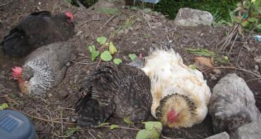 Poulets assis dans un bain de boue