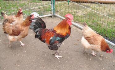 Poulets dans le parcours