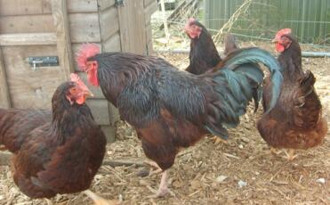 Trois poules et un coq hors de leur poulailler