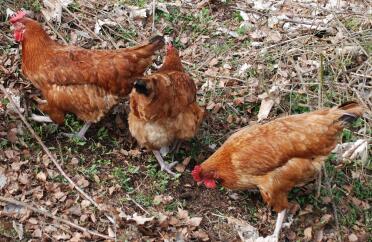 Trois poulets hybrides rhode island red light sussex cross