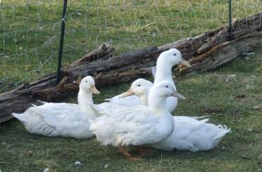 Canards d'Aylesbury