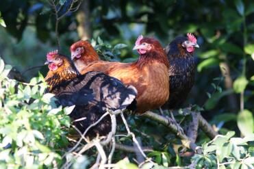 Poulets dans le jardin