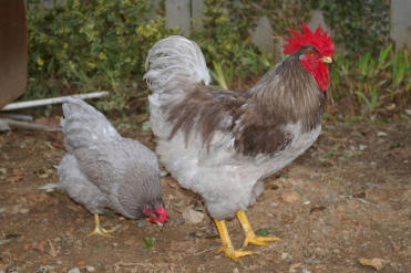 2 poules dans le jardin