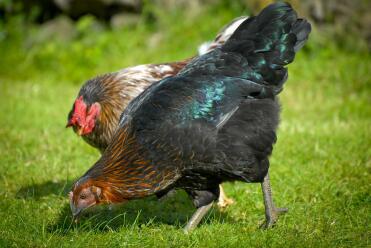 Poule de roche noire