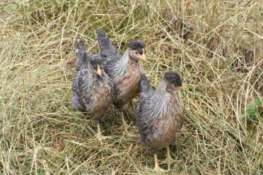 Trois légumineuses crème dans le jardin