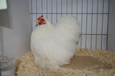 Poulet en cage