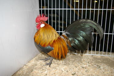 Poulet en cage