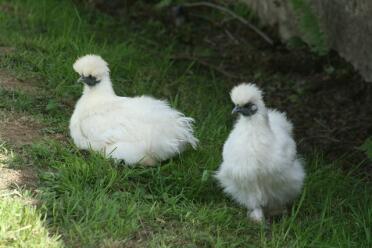 2 poulets dans l'herbe