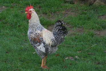 Poulet dans le jardin