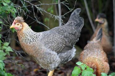 3 poules dans le jardin