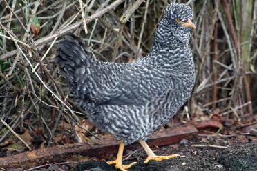 Poulet debout sur de la terre