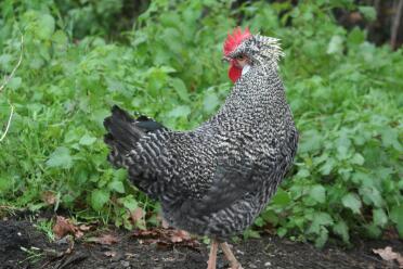 Poulet dans le jardin