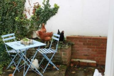 Poulets dans le jardin sur des meubles de jardin