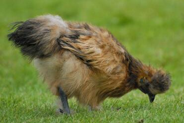 Perdrix Silkie