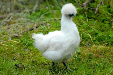 Poulet Silkie blanc