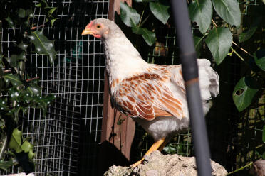 Poulet debout sur un rocher