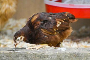 Poussin rouge du Rhode Island