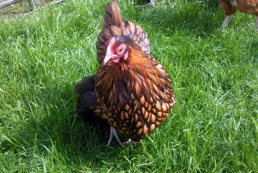 Poulet bantam Orpington lacé or