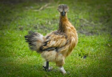 Perdrix Silkie