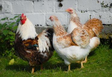 Trio Wyandotte lacé au saumon