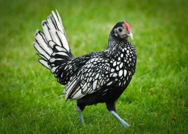 Coq Sebright pailleté d'argent