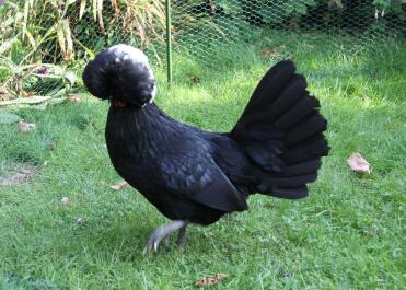 Pologne bantam