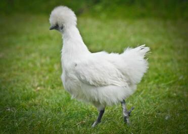 Poulet Silkie blanc