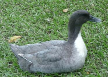 Canard bleu suédois