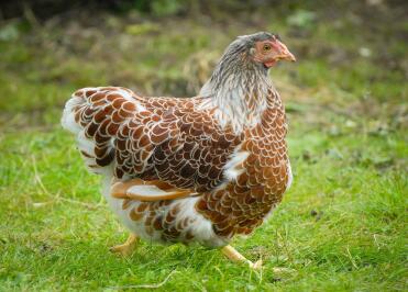 Poulet Wyandotte lacé rouge Splash