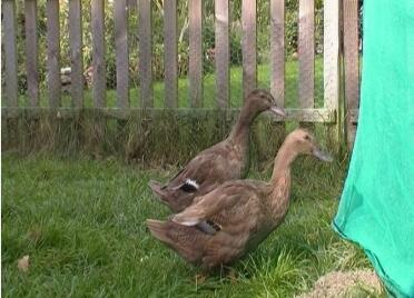 2 canards dans le jardin