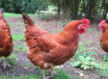 3 Gingernut ranger poulets dans le jardin