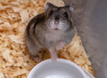 Voici taz c'est mon hamster