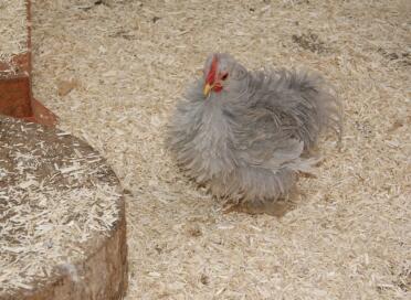 Poulet aubiose