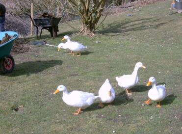 6 canards dans le jardin