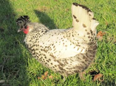 Poulet dans l'herbe