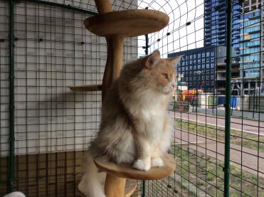 Voici harry sur le balcon du côté de la rue b.g. où beaucoup de gens passent, y compris des étrangers qui prennent tous des photos et veulent tout savoir sur la grande cage