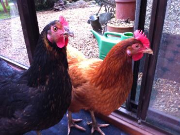 Poulets à l'intérieur