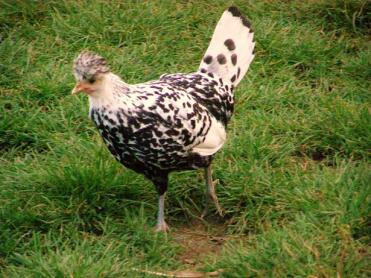 Poulet sur l'herbe