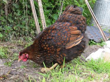 Poulet dans le jardin