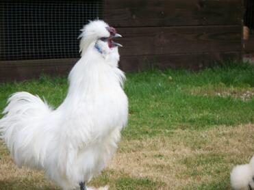 Coq de Silkie Barbu Blanc Miniature