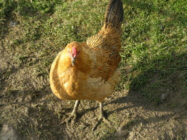 Poulet dans le jardin