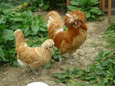 2 poulets qui regardent la nourriture