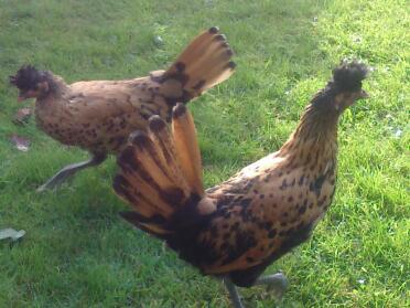 Deux poulets dans l'herbe