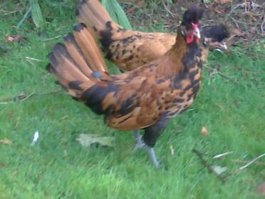 Deux poulets dans l'herbe