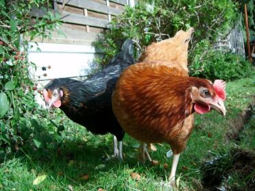 Poulets dans le jardin