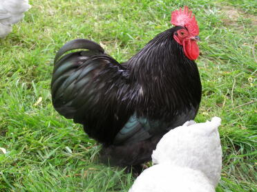 Poulets dans l'herbe