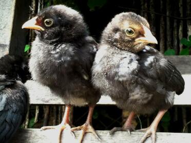 Poussins assis sur la clôture