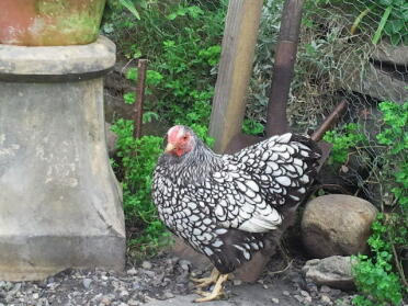 Poulet en liberté