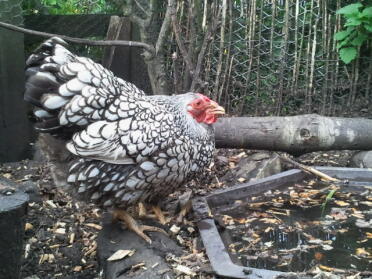 Poulet en liberté