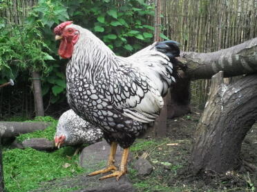 Deux poules dans le jardin